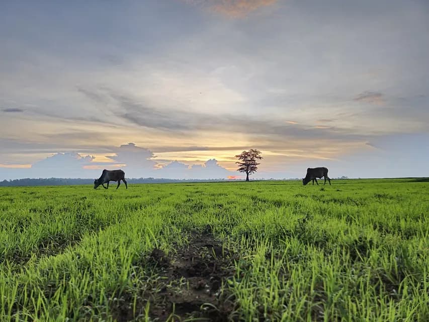 Pasture land at Mainpat